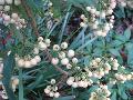 White Christmas Berry